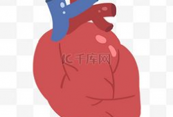 心脏漫画图,心脏结构与功能图解