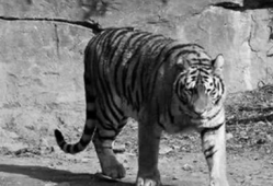 老虎视频,探索动物世界的神秘与魅力